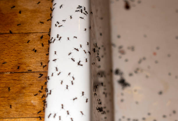 Best Wasp Removal Services  in Sundown, TX