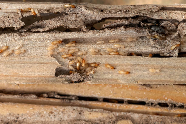 Sundown, TX Pest Control Company